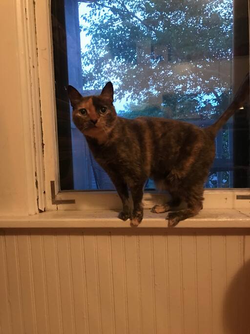 One of the host cats, Penny