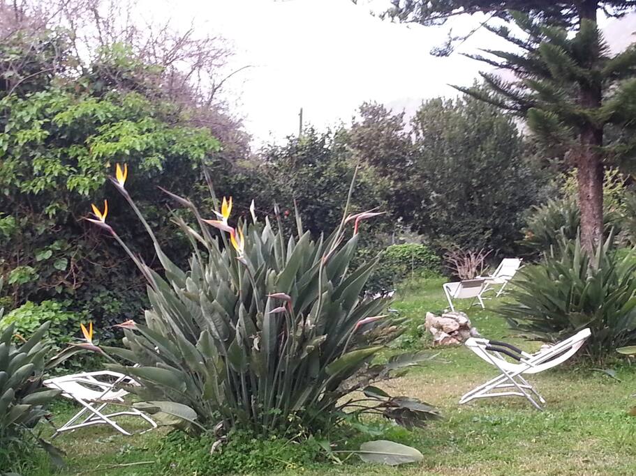 giardino