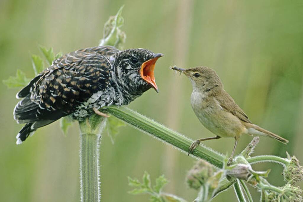 Cuckoo