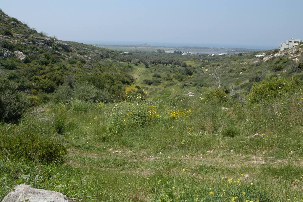 the landscape