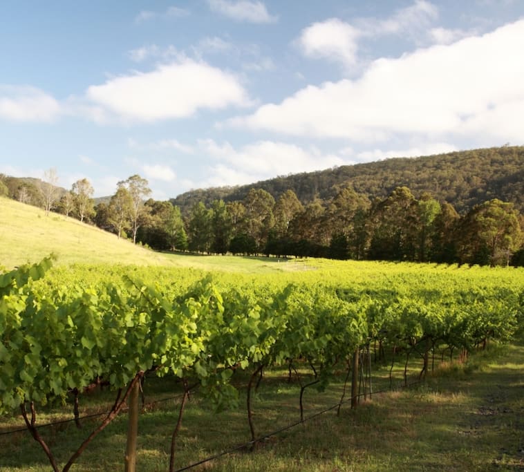 Explore the property - the vineyards, paddocks, creeks and hillsides