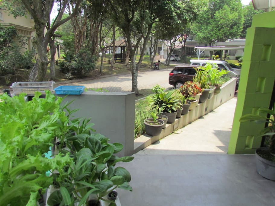 Walkway menuju pintu depan rumah dengan sayuran hidroponik / walkway towards the main entrance with hydroponic vegetables