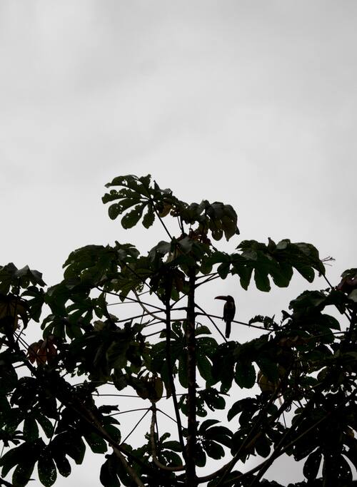 Ideal para ver aves
