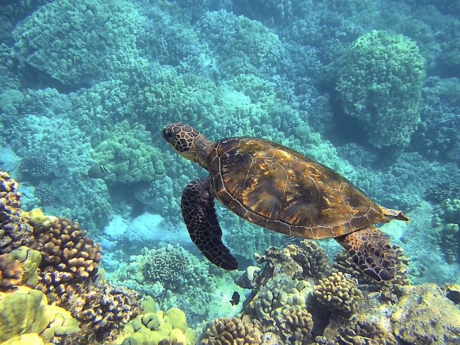Swim with thousands of tropical fish and sea turtles right across the street at Kahalu'u Beach Park!