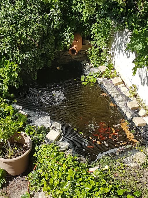 Le bassin avec ses poissons rouges et ses carpes koïs.