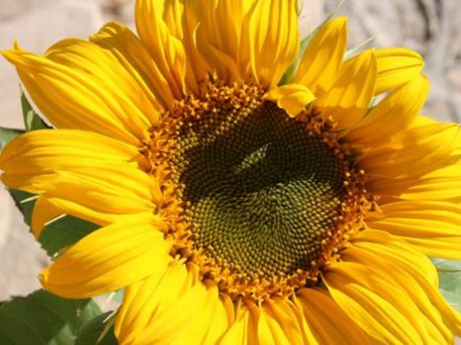 SPRING TIME SUN