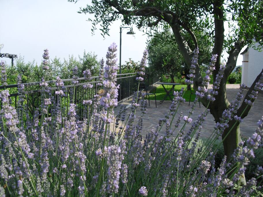 Scorcio del giardino