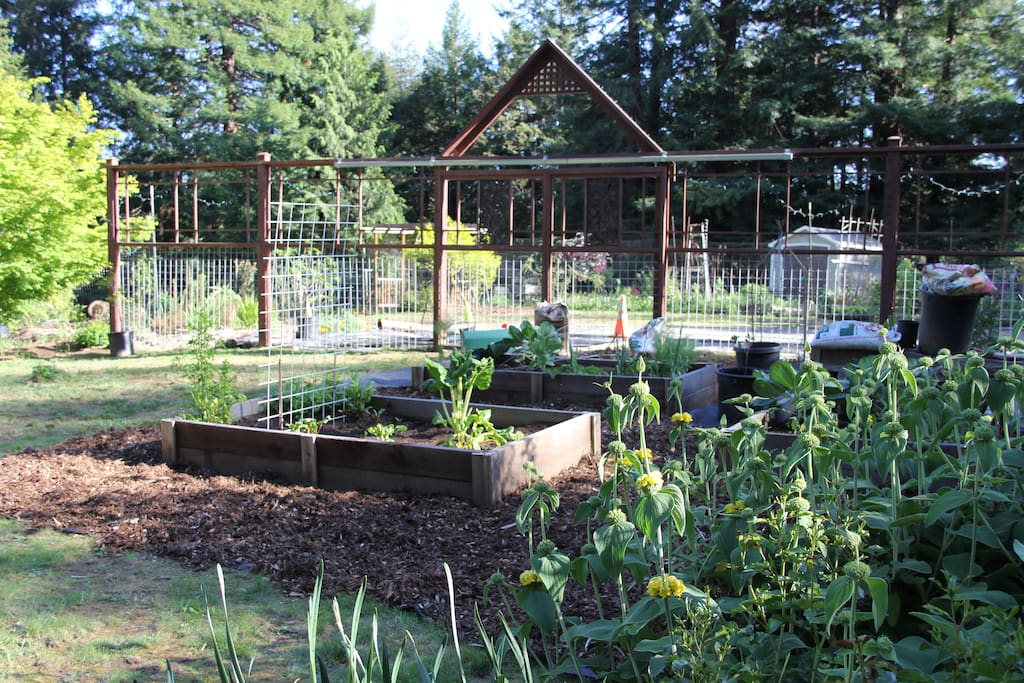 Vegetable garden area