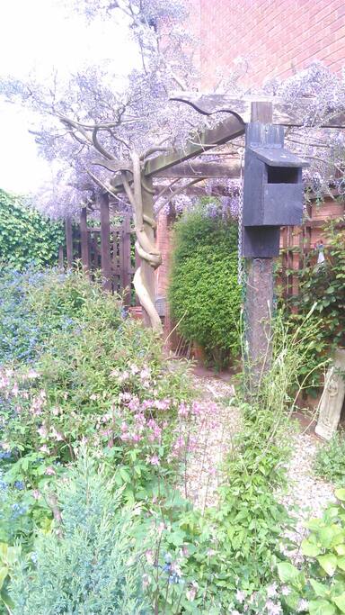 Wisteria Pergola