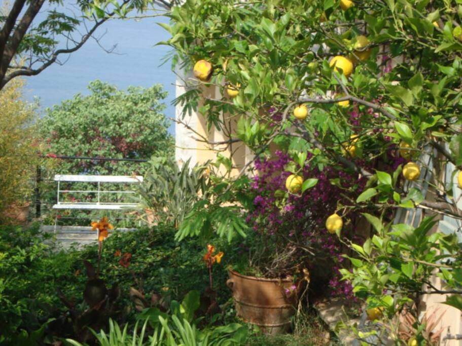 One of many citrus trees