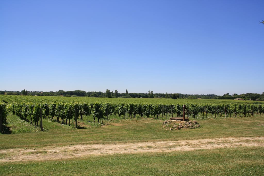 Vu sur les vignes