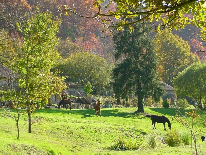 A serene landscape features lush green grass and trees, with horses grazing peacefully. The backdrop includes a variety of autumn colors from nearby foliage, while the gentle slope of the land leads toward the rustic structures in the distance.
