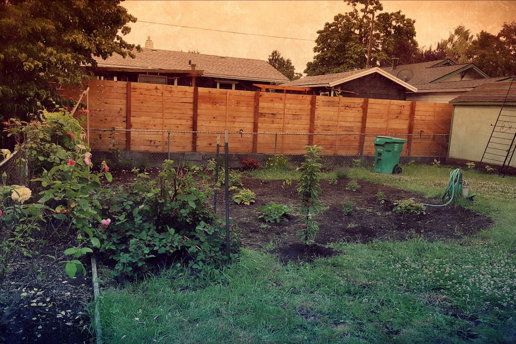 Back Garden