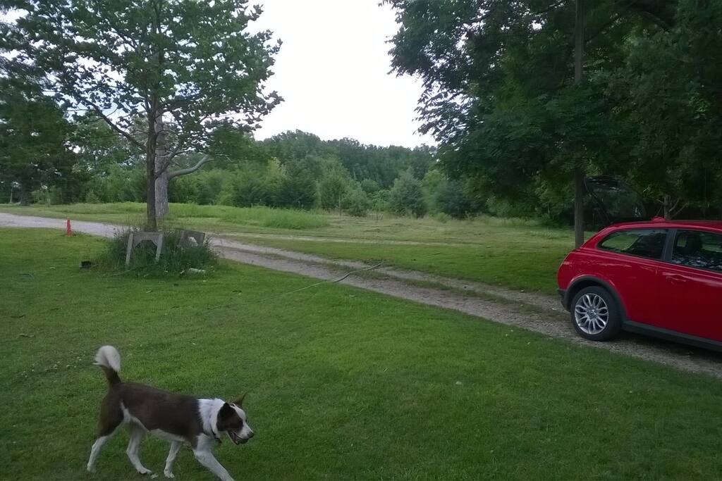 Frisbee-lovin' dog will greet you, well maybe with a ball sometimes.