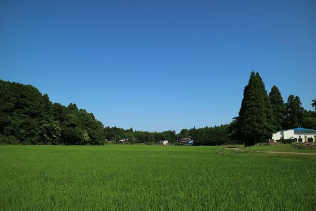 山庄后的森林田园景色