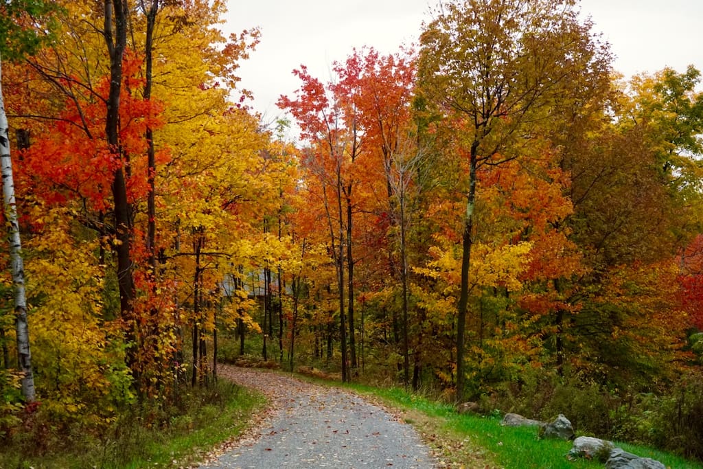 Fall foliage 2015, our driveway, complements of Ray, a guest.