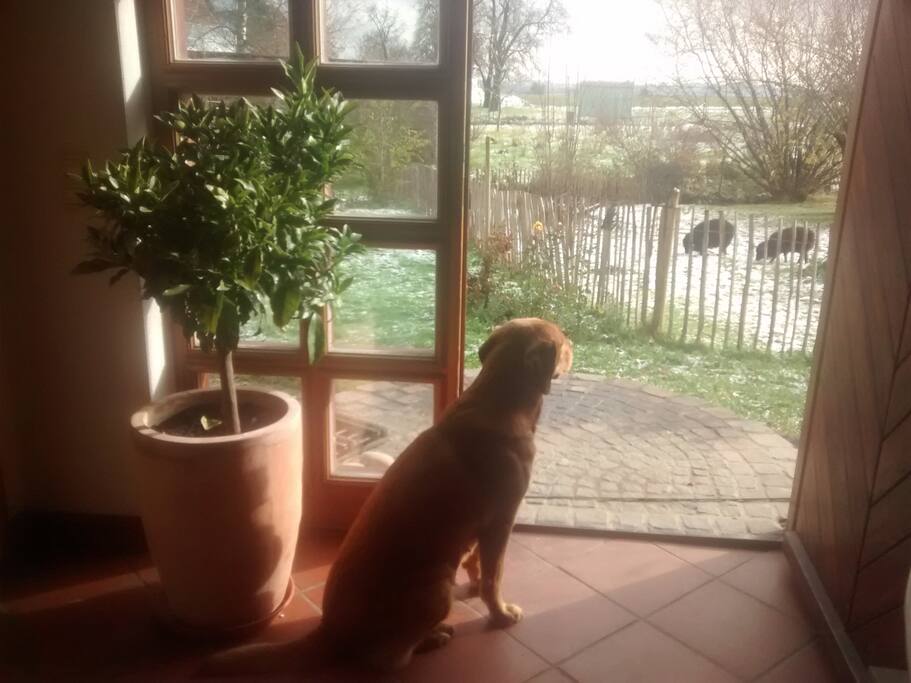 UNSER FREUNDLICHER LABRADOR - WILLKOMMEN