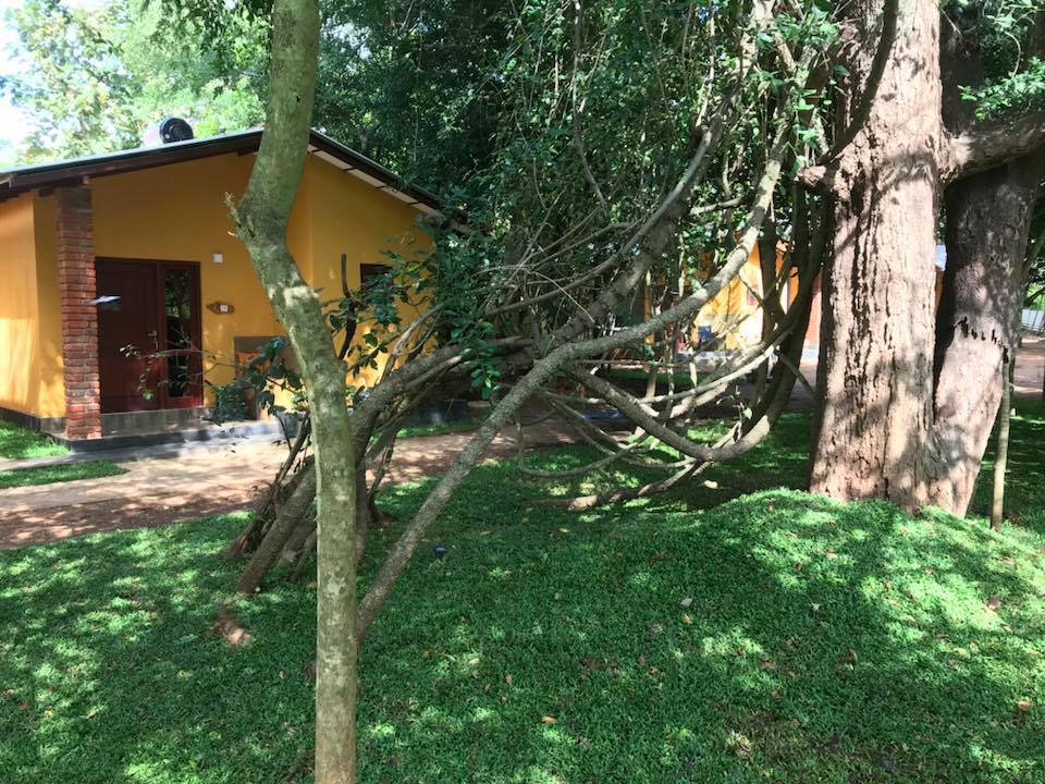 A vibrant yellow building is nestled among lush greenery, with a natural pathway leading up to it. Overhead, low-hanging branches create a shaded area, enhancing the connection to the outdoors. The well-maintained grass provides a serene setting, inviting relaxation.