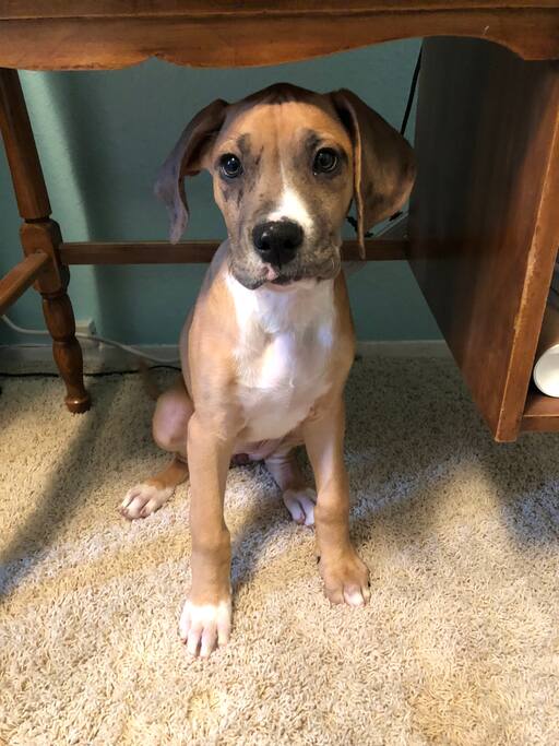 This is Seger, my new Great Dane/Boxer puppy.