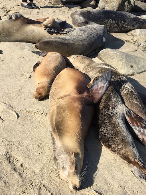 Wild seal lions a 15 minute drive away!