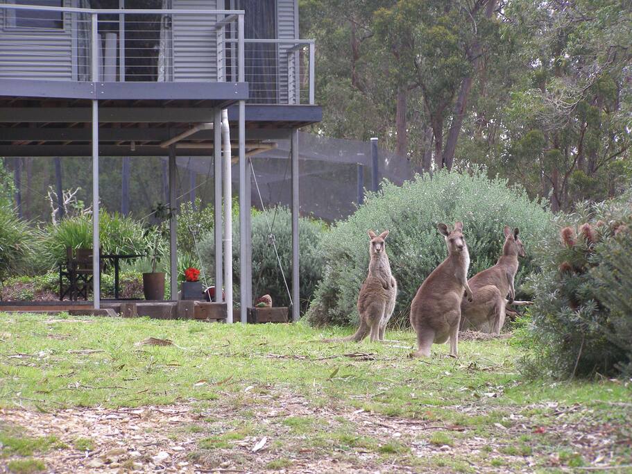 Transient native lawn mowers