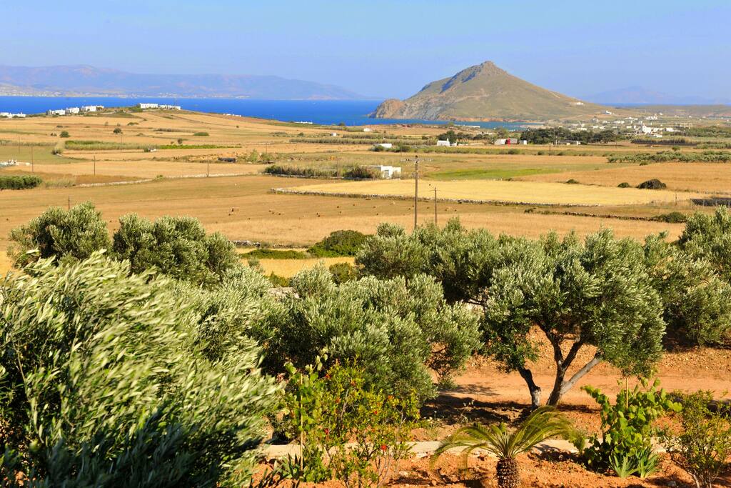 Amazing view!
Olive trees are grown up on an completely natural way so every year we can get pure virgin olive oil.