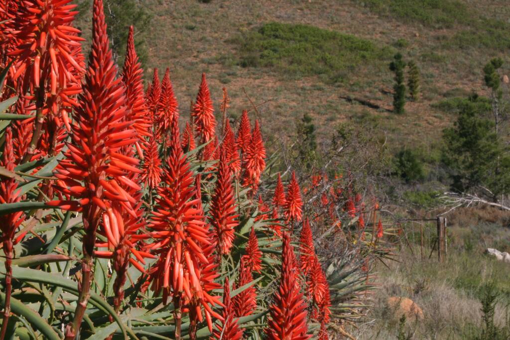 Magnificent flora & fauna