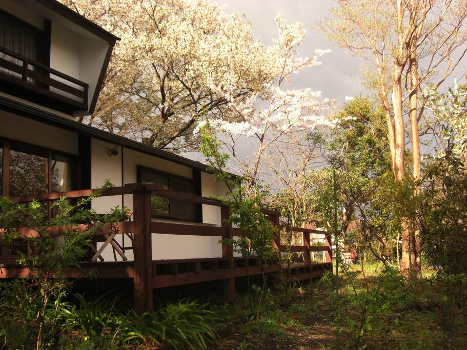 大島桜
cherry trees in the yard