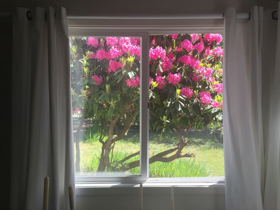 View from dining area in living room
Rhododendrons in spring, they are majestic in spring