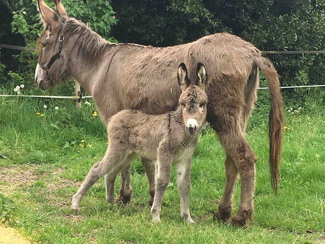 Grande chambre indépendante ferme prox. Dunkerque