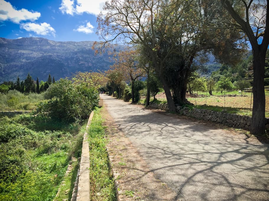 Cami de Son Sales, the road access