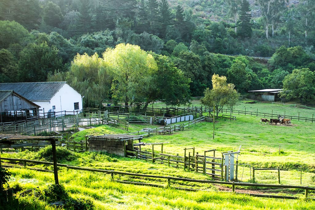 The farm's dairy buildings.
