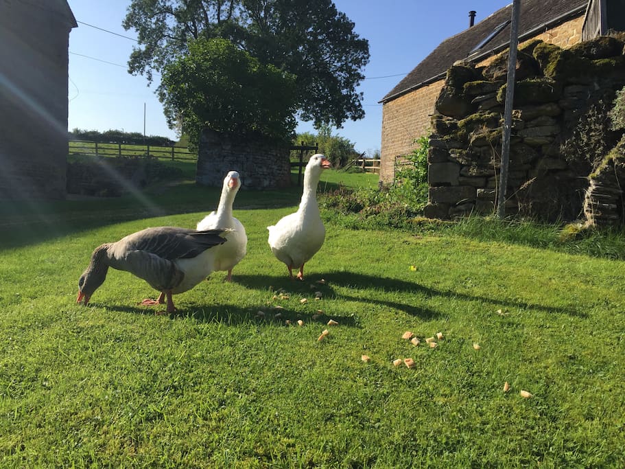 The geese enjoying a snack in the sunshine