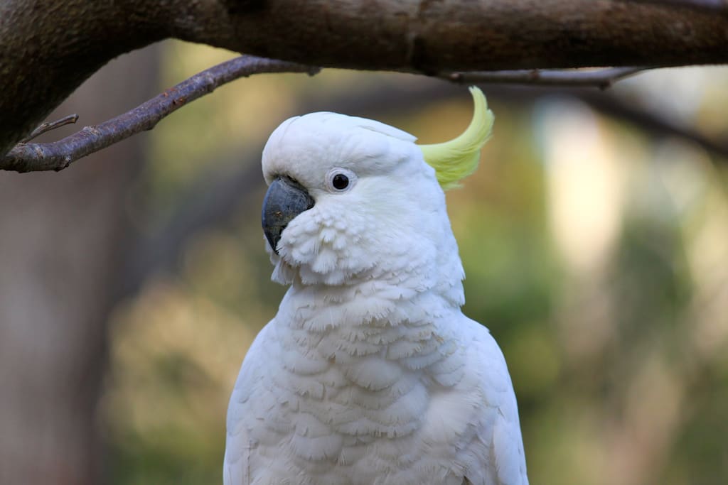 One of the regular visitors, Julius. He's wild, but often flies in for snacks.