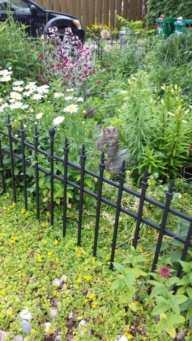 Cat Behind Bars!!!