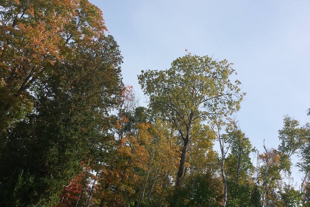 Whispering trees, just "be" and "listen".