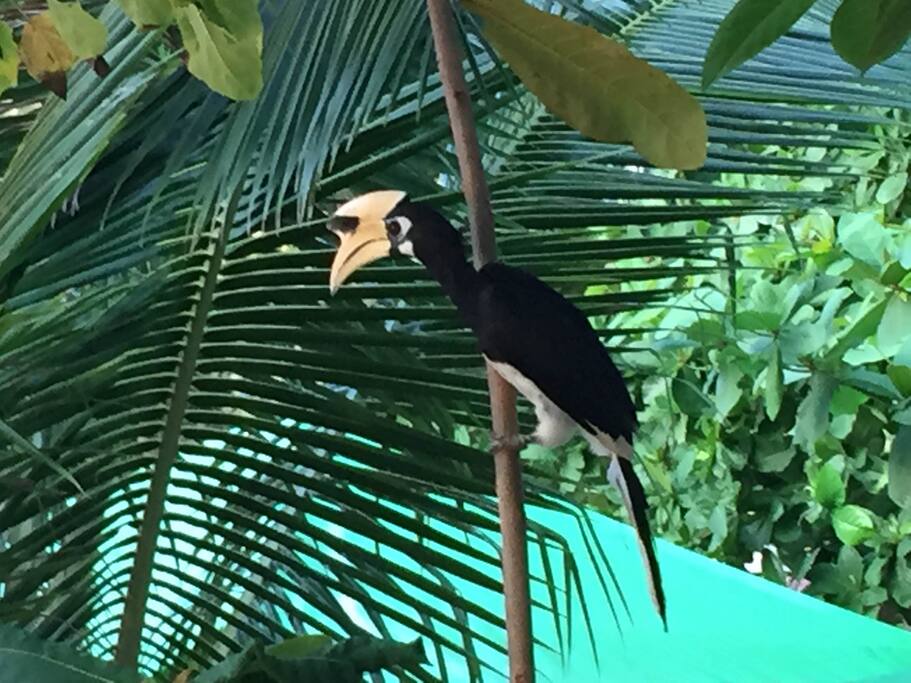Hornbill