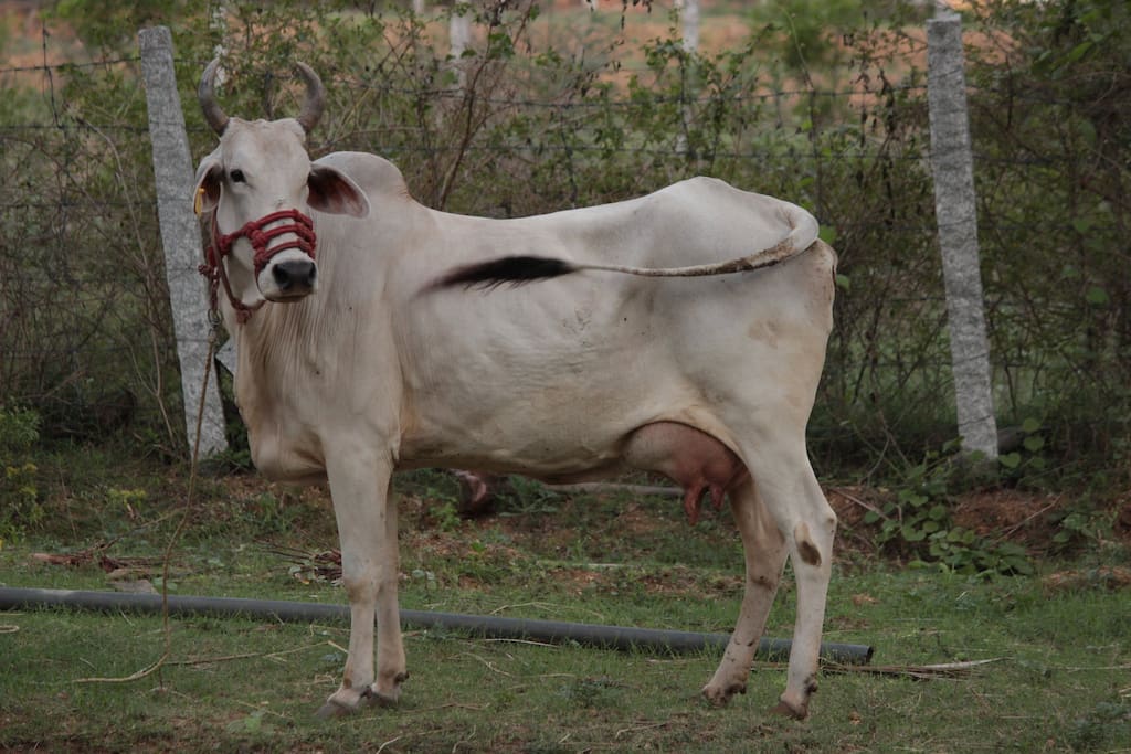 The Native breed cow supports our organic farming
