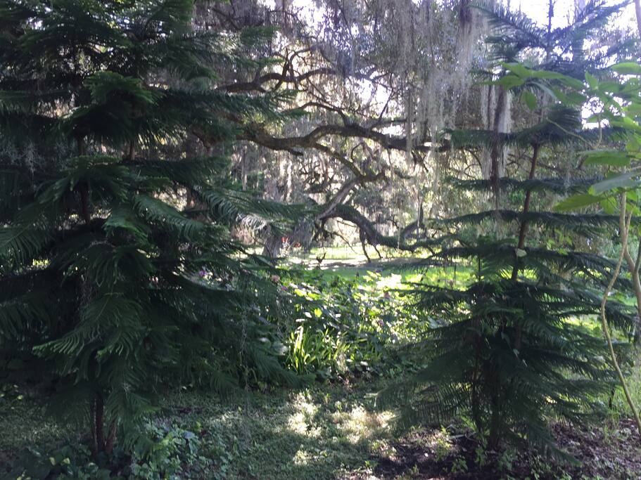 One of the many views of the priceless oaks
