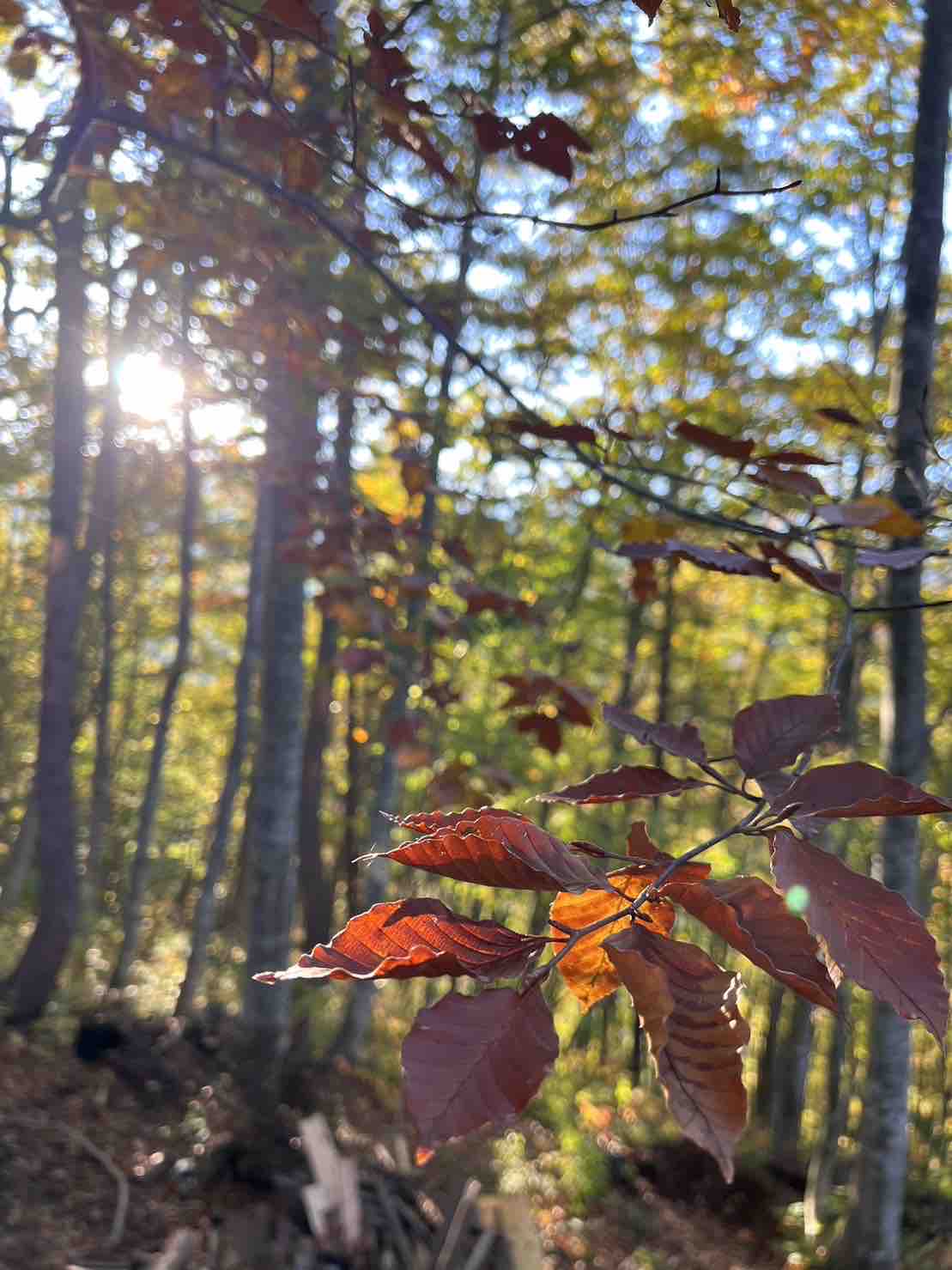 森の家PIKOA HOUSE（ピコアハウス）源泉掛け流し1日1組限定