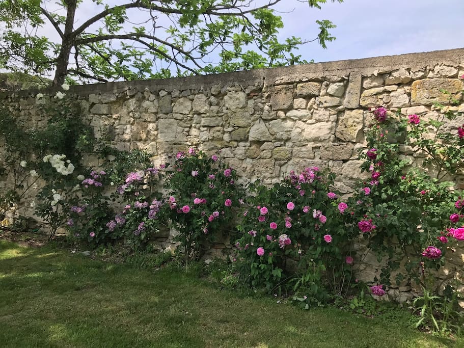 Rose garden
