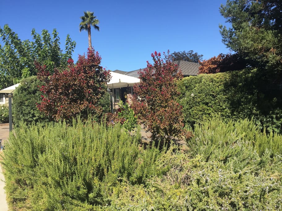 Layers of rosemary, private "living fences" and trees to provide a quiet sanctuary in the heart of Silicon Valley