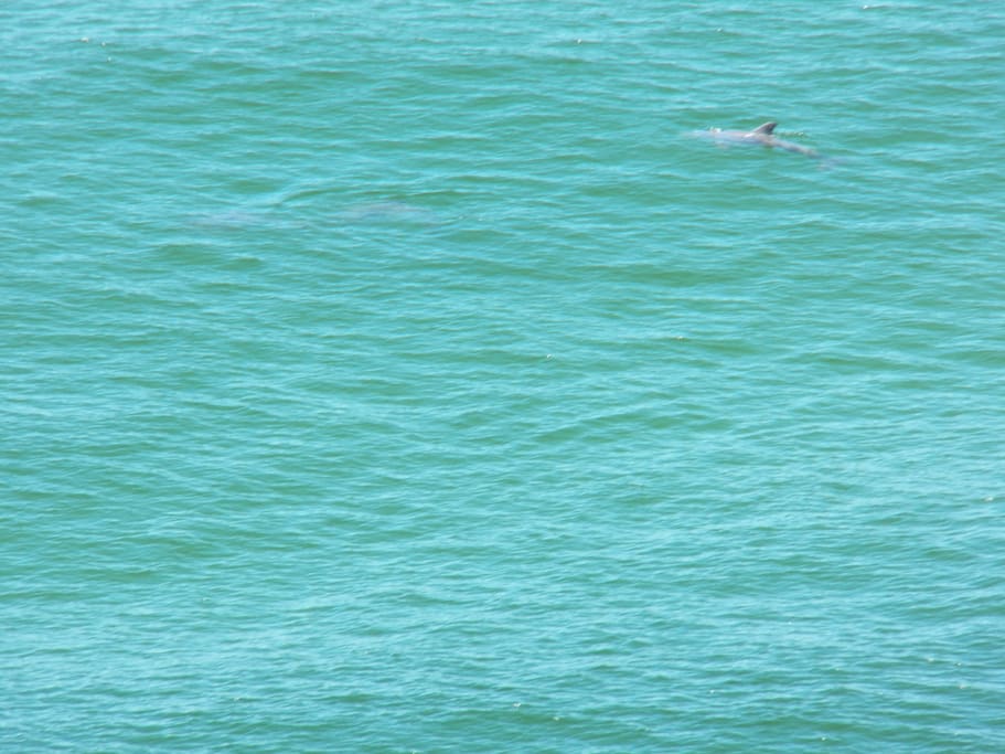 Can you see the dolphin in the morning light?