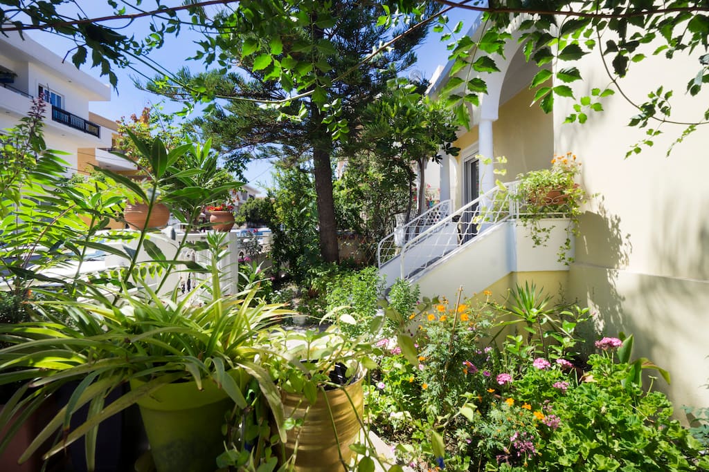 the balcony and the garden with very high arocarea tree in the middle