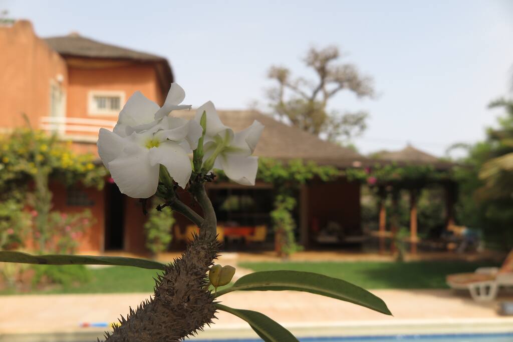 jardin