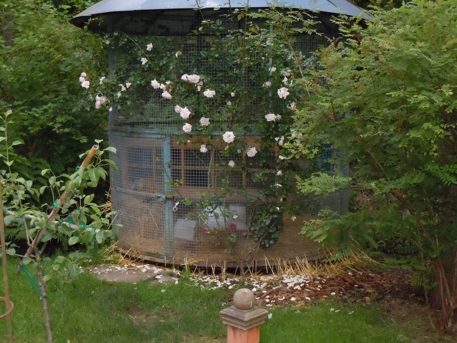 chicken coop in summer