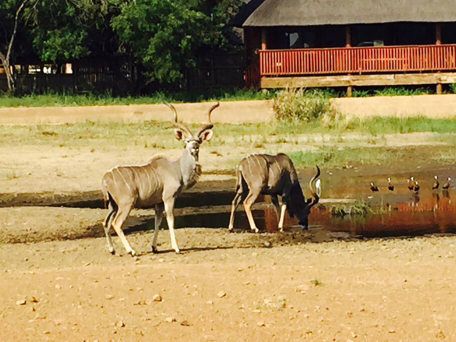 Kudu at waterhole
