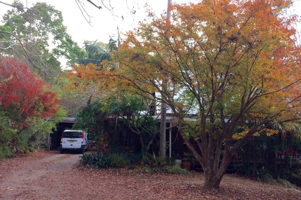 The last of autumn colours