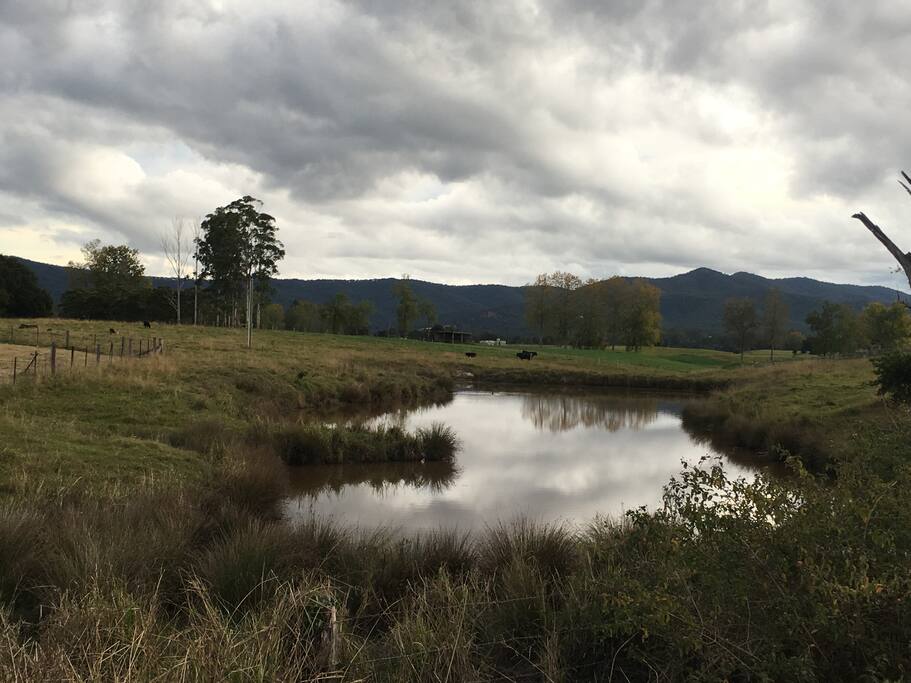 View from the cottage of the large pond with an abundance of wild life