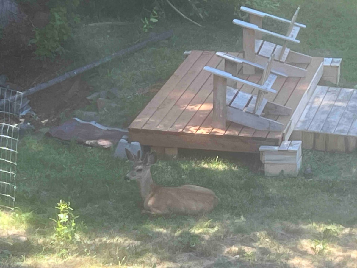A young deer is resting calmly on green grass near a wooden deck featuring two adirondack chairs. The sunlight casts gentle shadows, highlighting the natural surroundings and creating a serene outdoor scene.